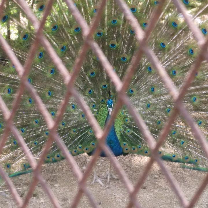 管控