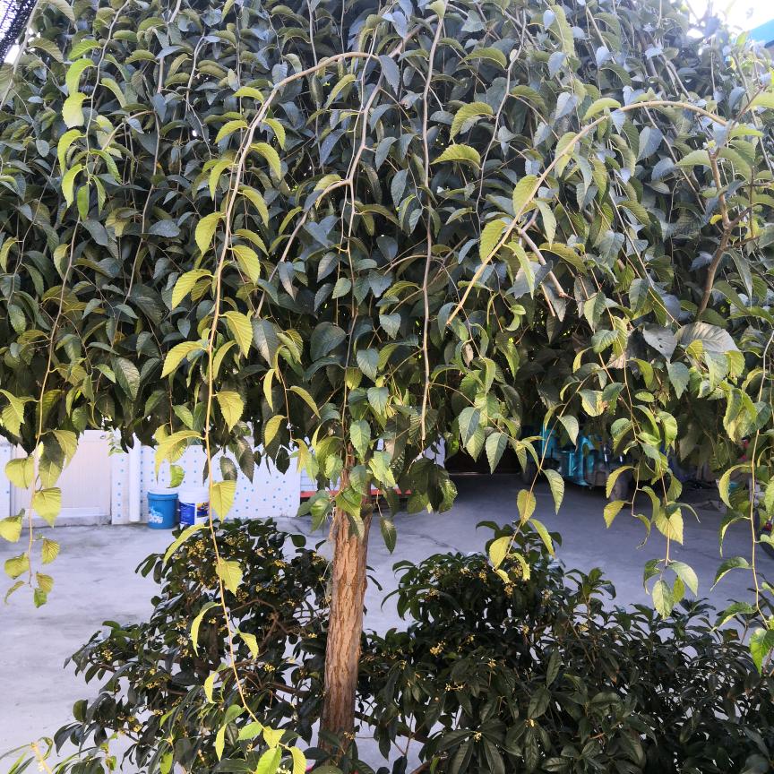 灵榆