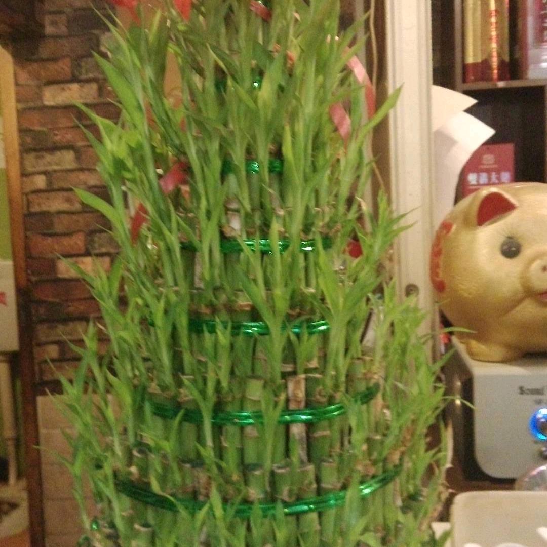 ˡᵒᵛᵉ爱拼才会赢