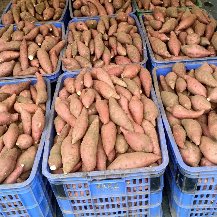 90后种菜大哥