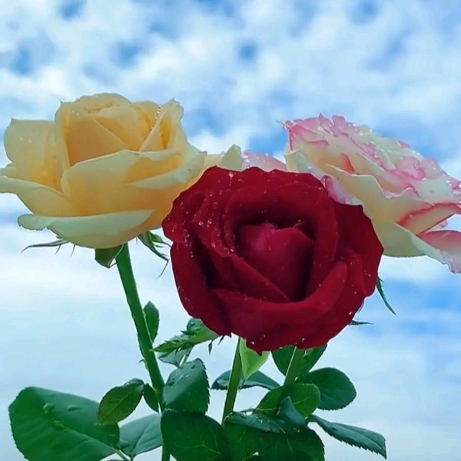 春暖花开