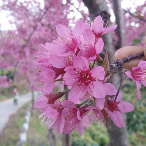 💞涛