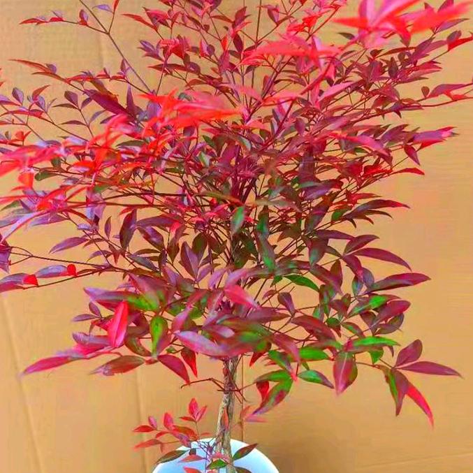 开来花木园艺场