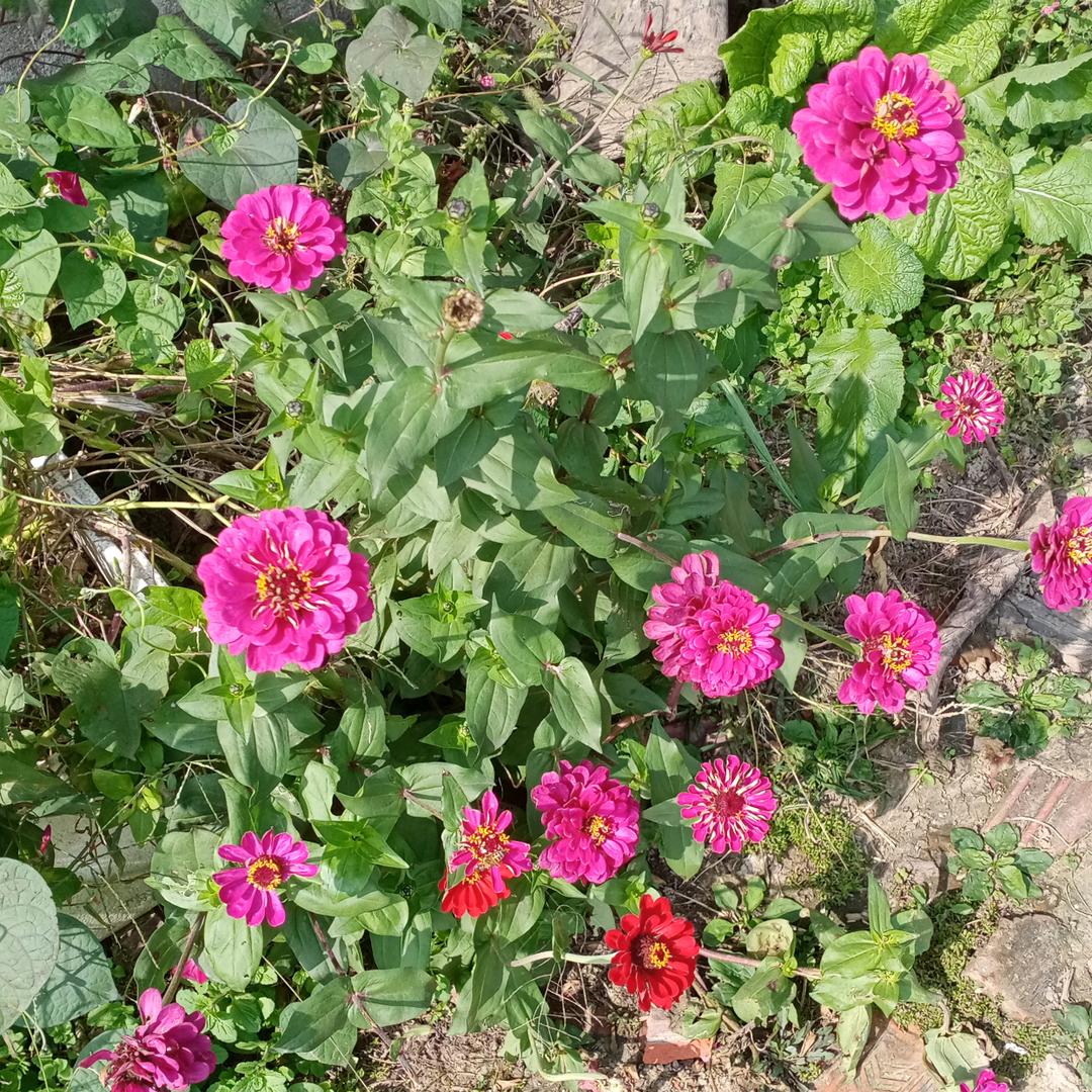 新蔡县梁安军树脂瓦