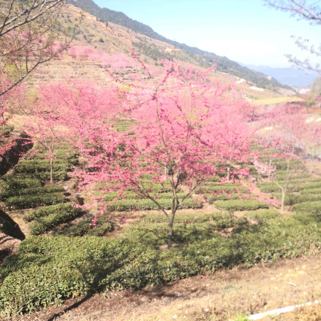 小虎牙
