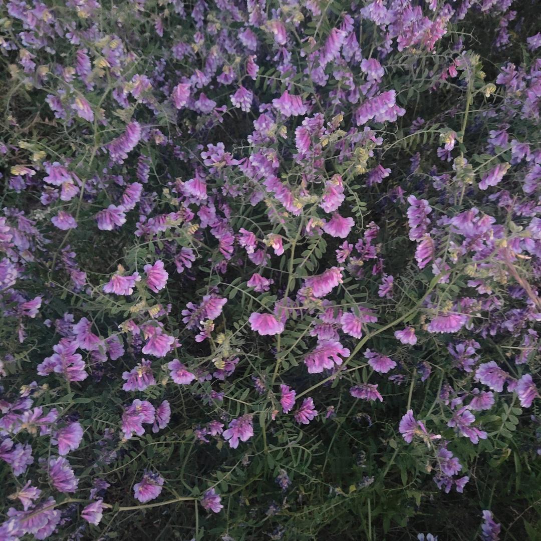 兰花花