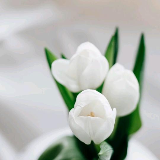 心若向阳四季花开