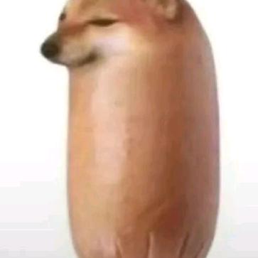香肠狗