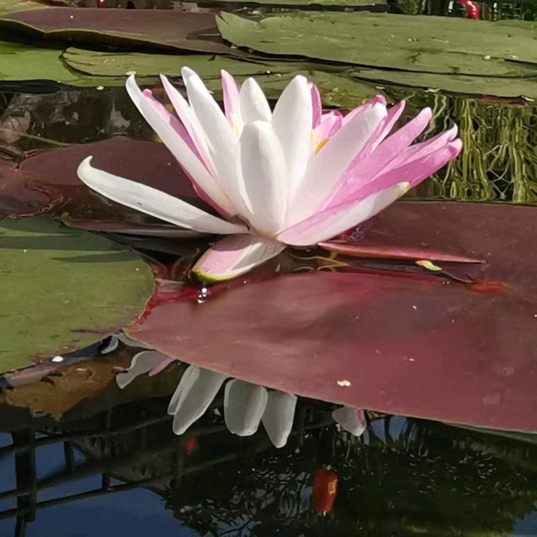 一场梦