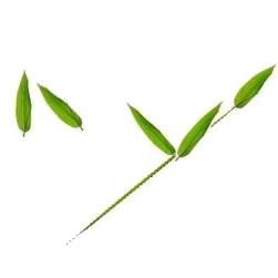 江南传奇