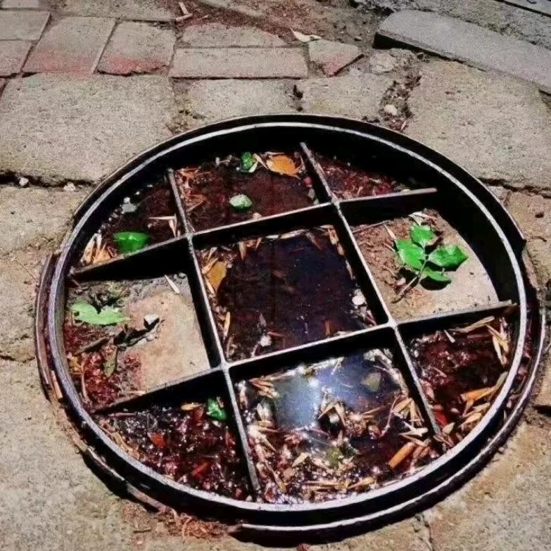 白鱼