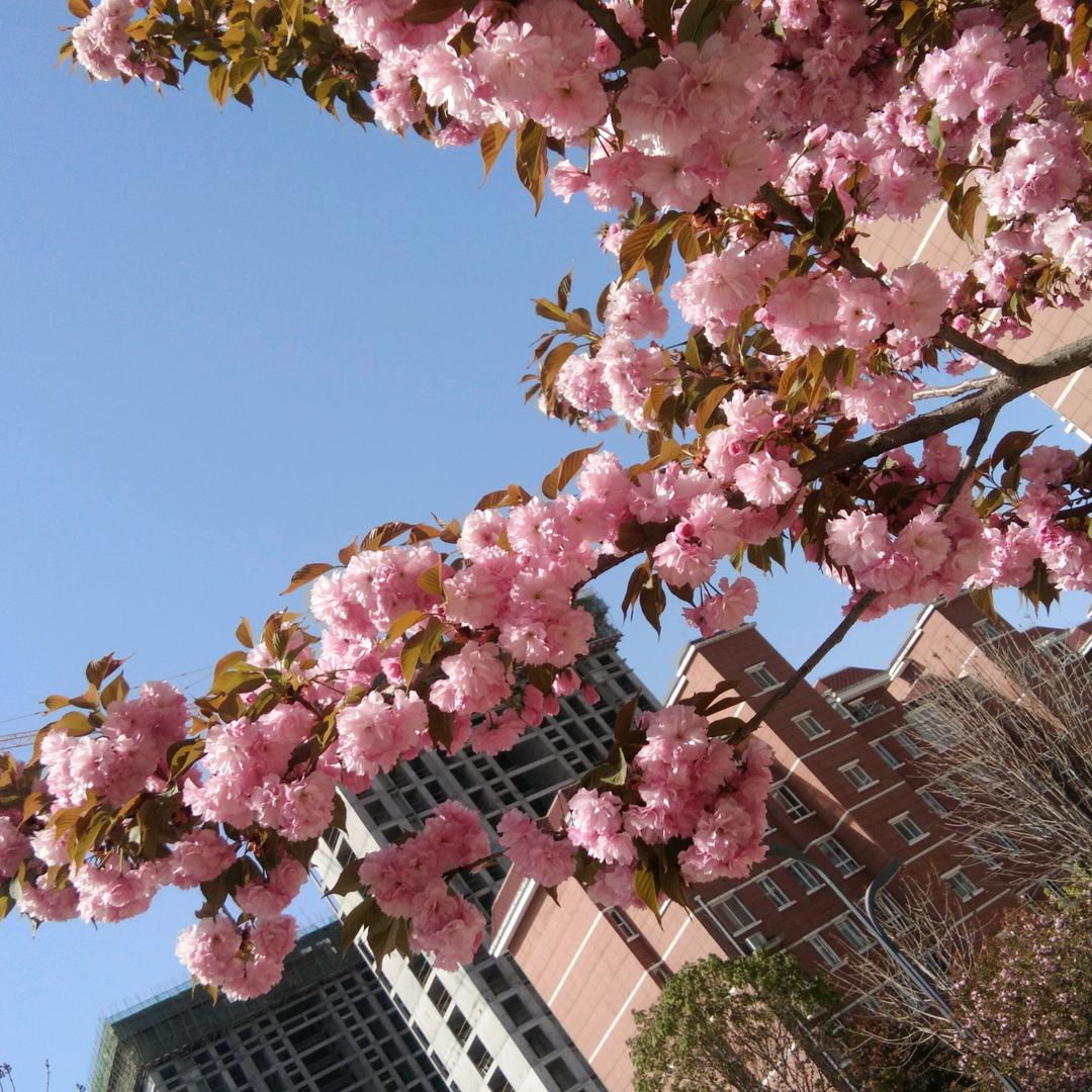 一片风吹落的枫叶