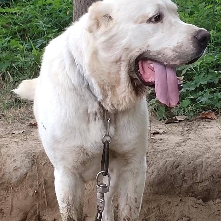 方里，郭占，（西）二蛋养犬场，