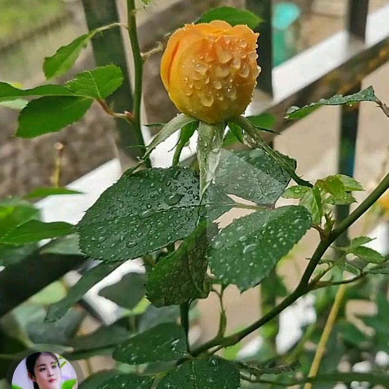 廖桂凤🌷🌷🌷🌷