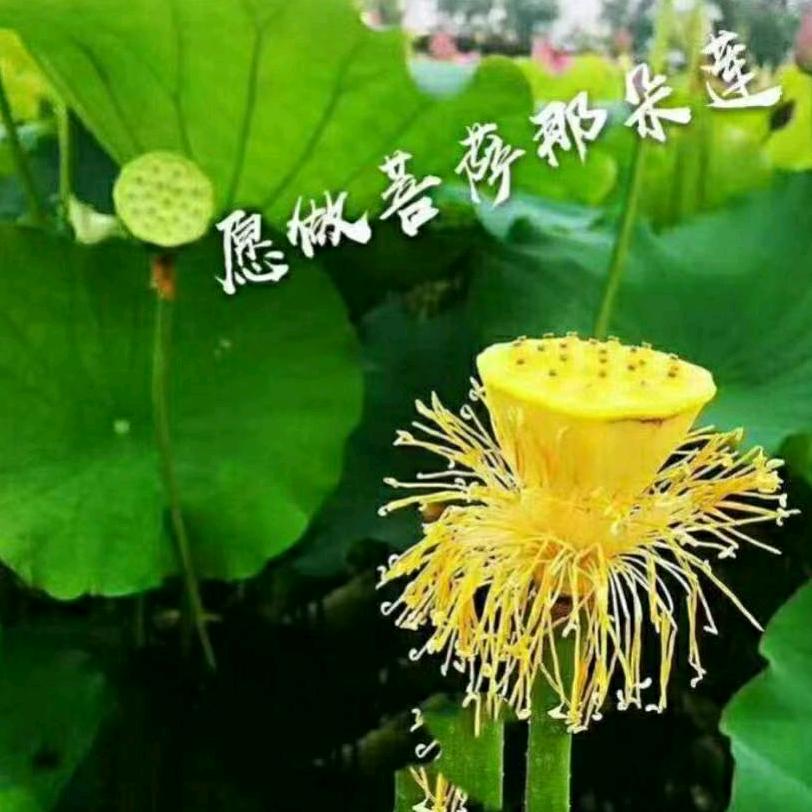 观心自醒二月