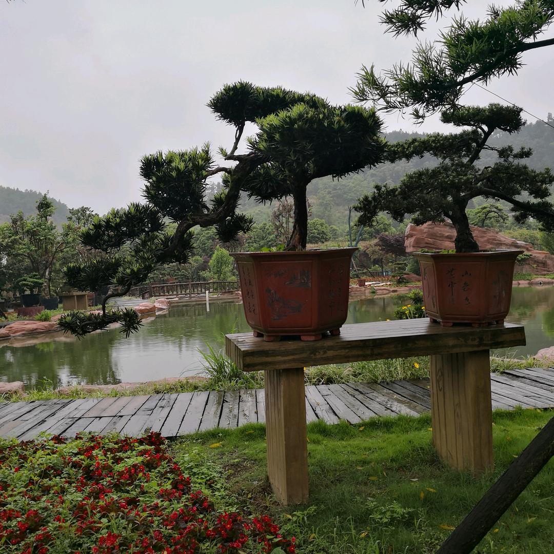 草田八