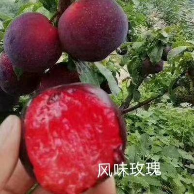 疆果缘农民专业合作社