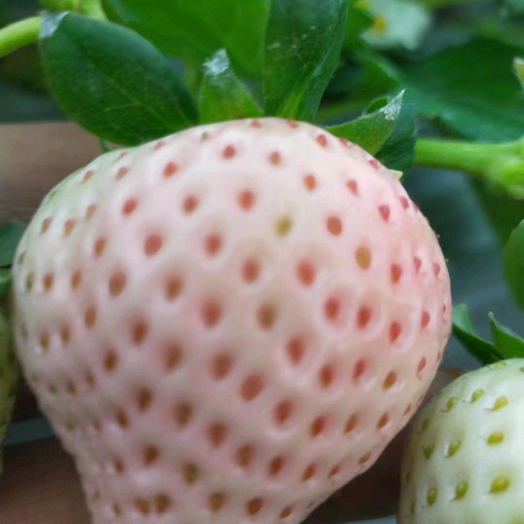 侯哥草莓育苗基地