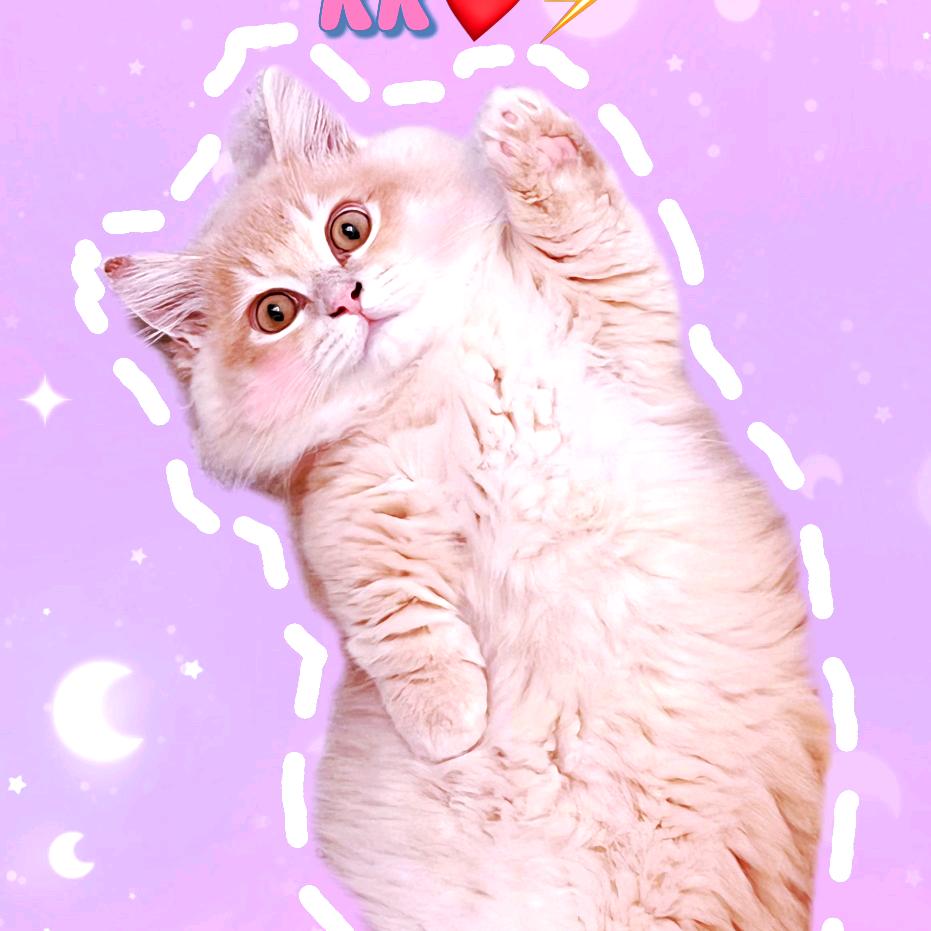 小甜豆🐱