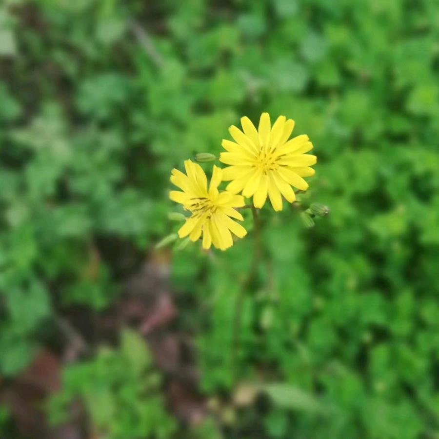 💕 微“”^-^“”