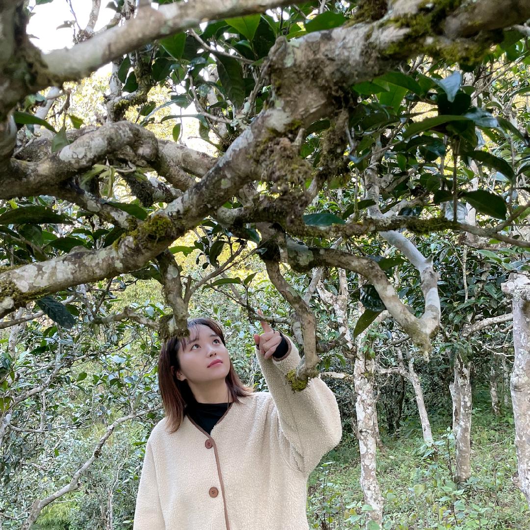 小甘精选好茶【源头茶厂】