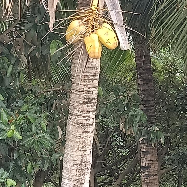 高杨松
