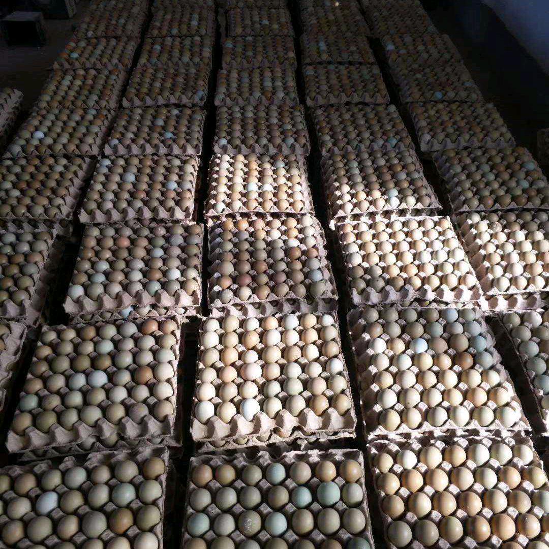 商河县晨阳养鸡场