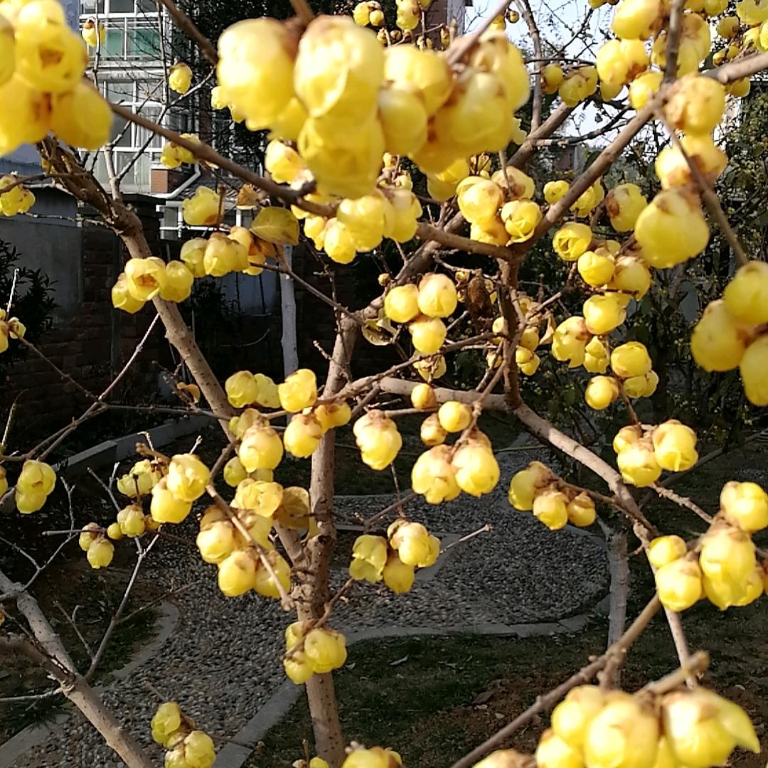 梅花飘香