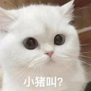 帮你穿个苦茶籽