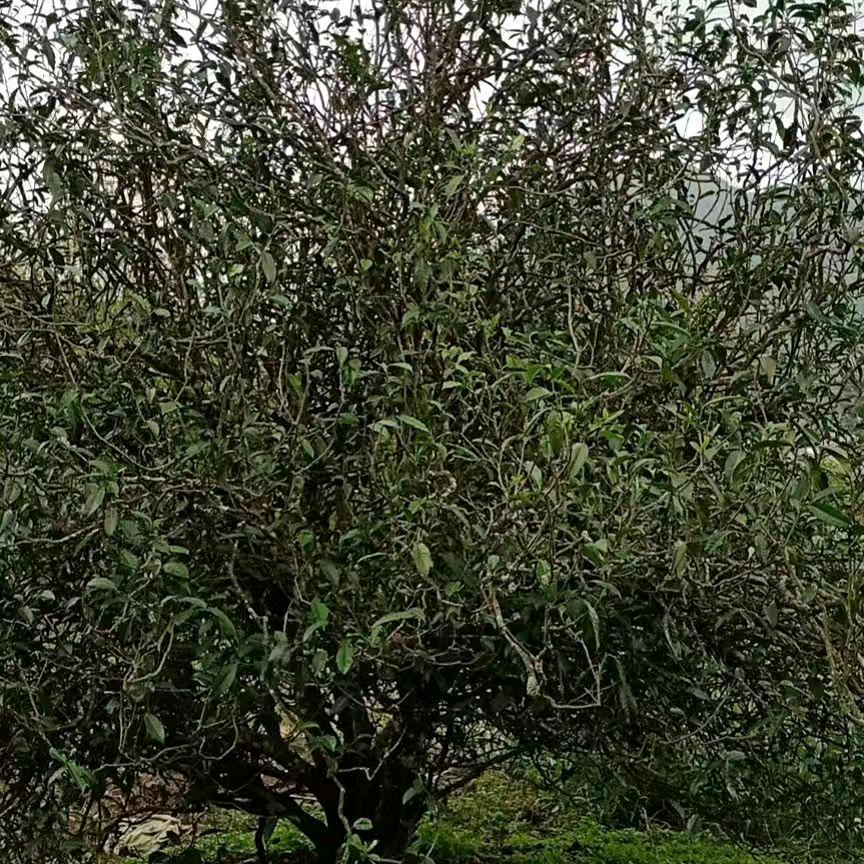 打电房茶叶初制作