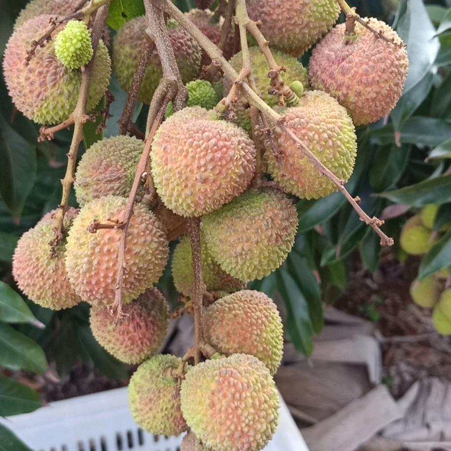 小陈