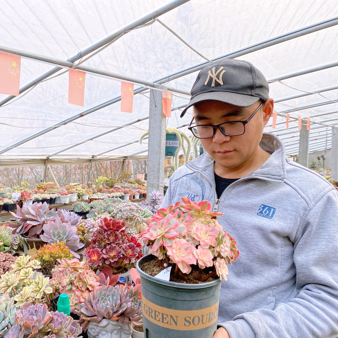 老刘多肉植物园（花缘老屋民宿）