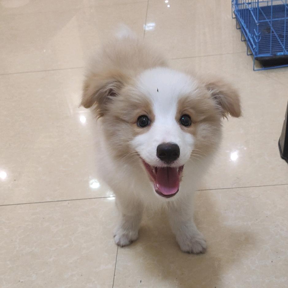 边牧乐乐