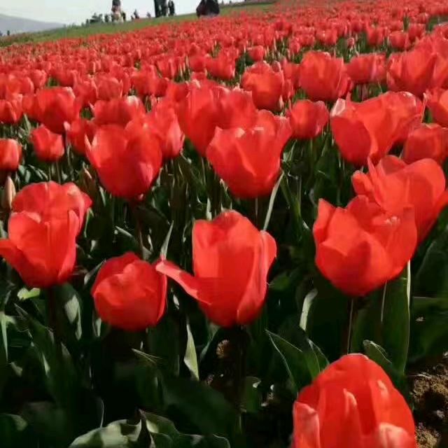 ꧁开开心心꧂