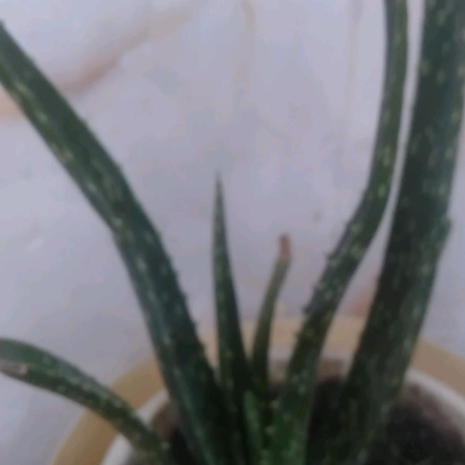 晨露
