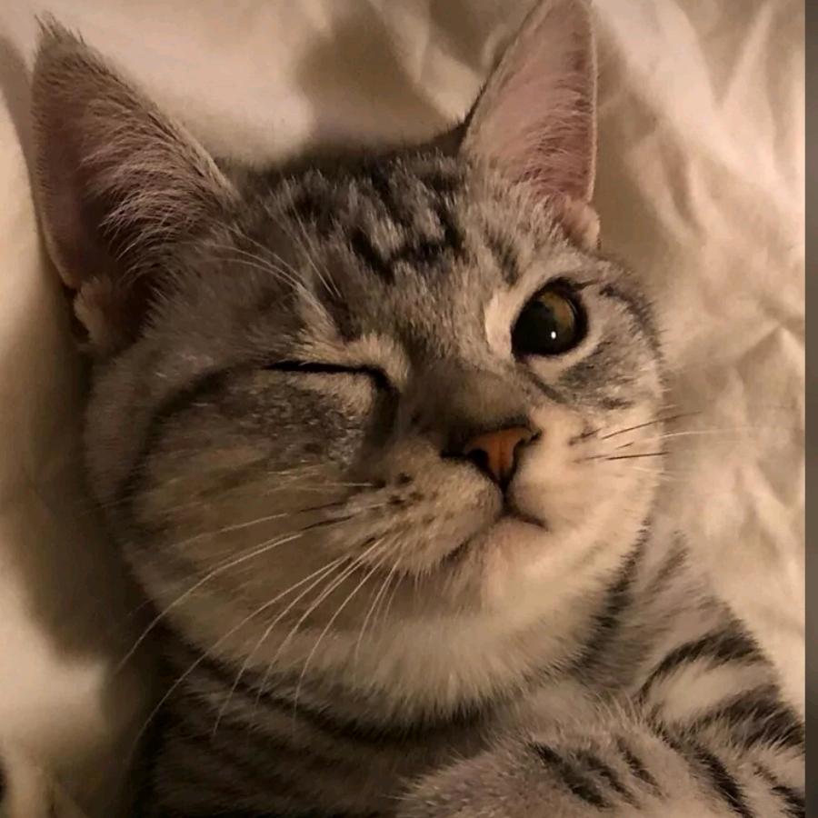 宝顺奥迪专修秦皇岛店（小丁）