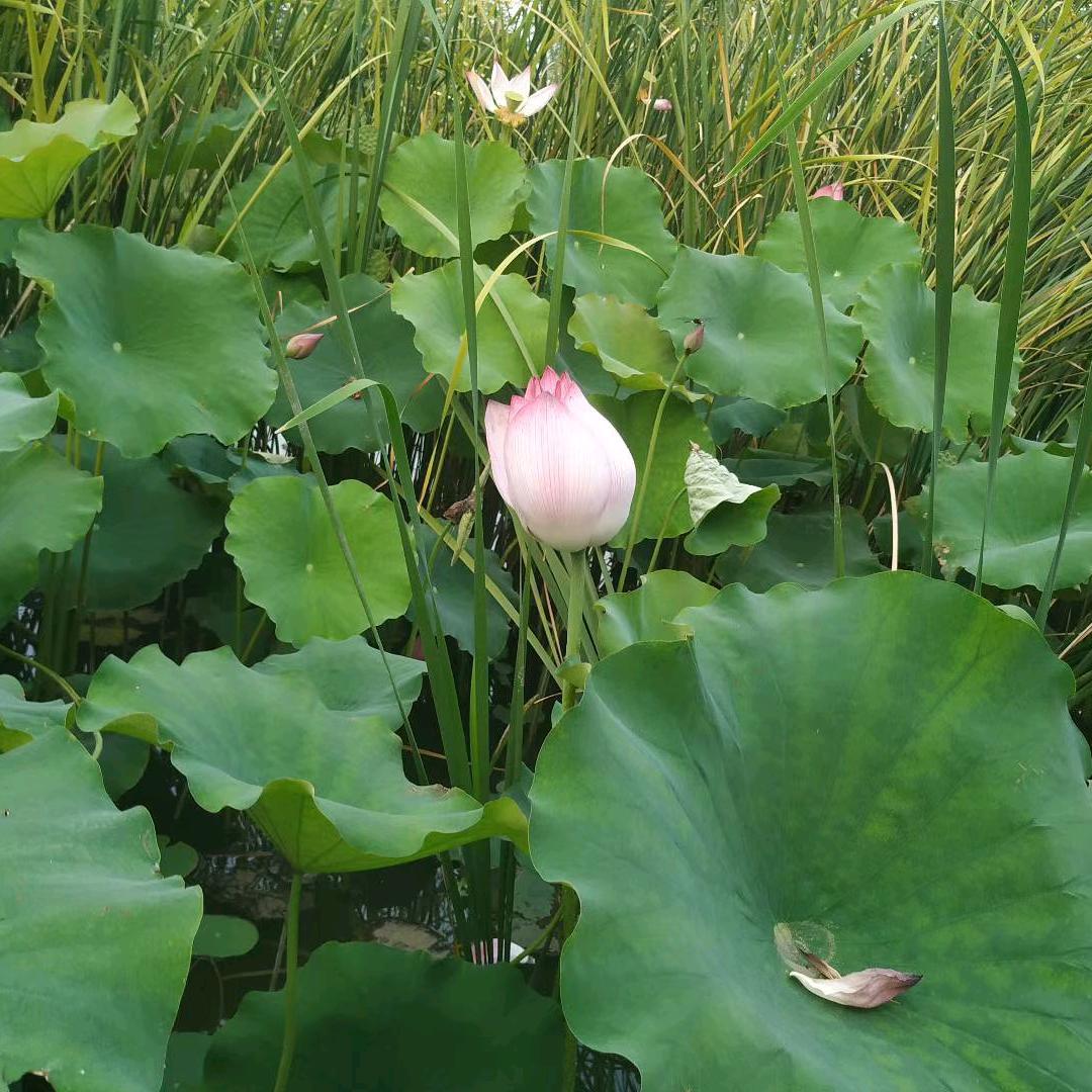 虎皮小兰花