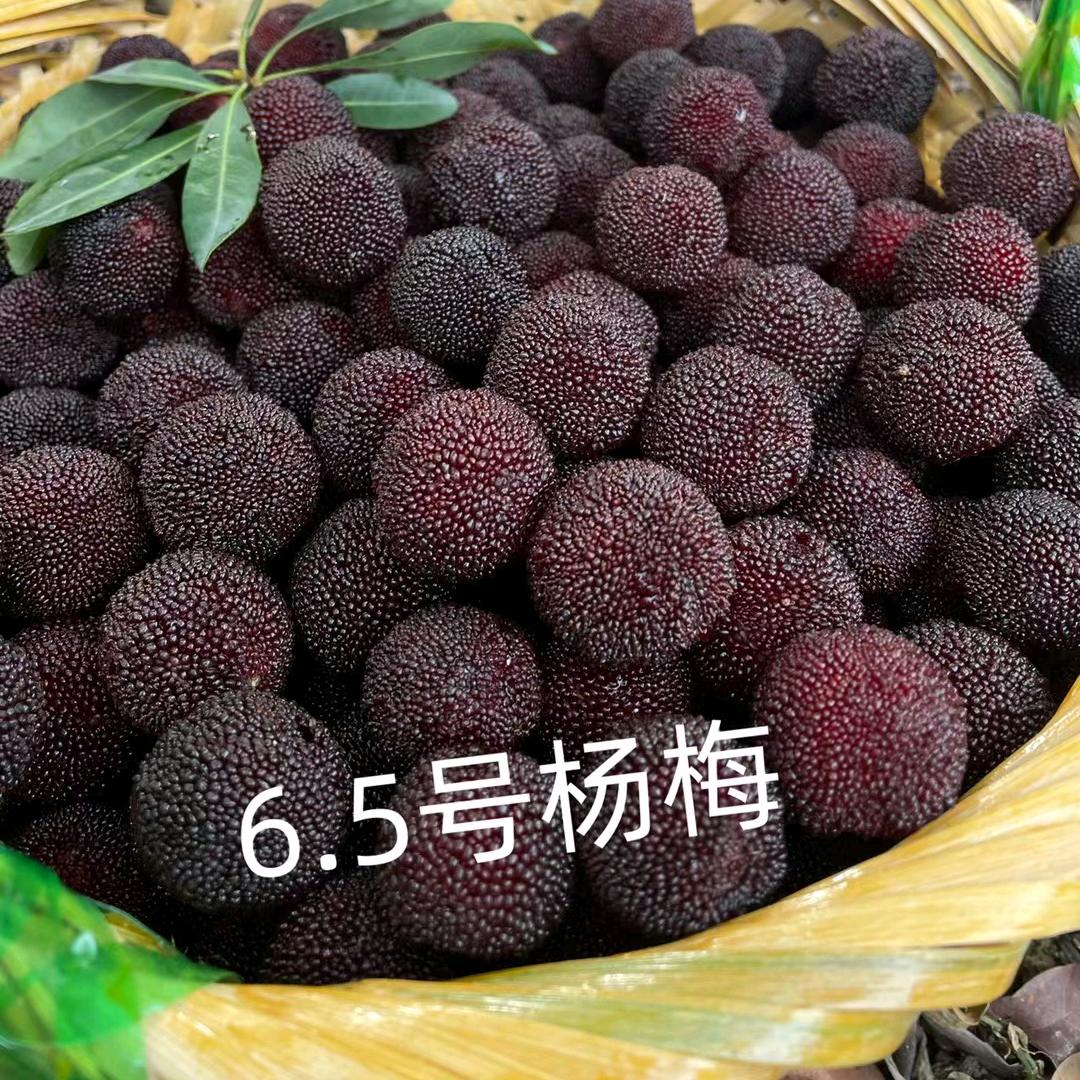 老纪