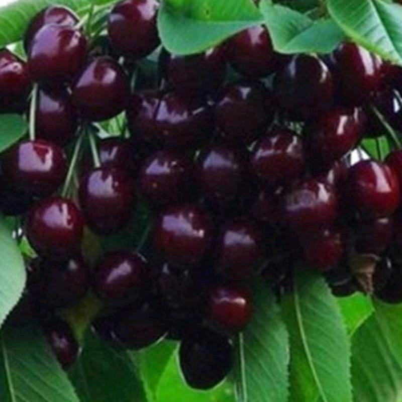 暮然回首理事会：孙大圣樱桃采摘园