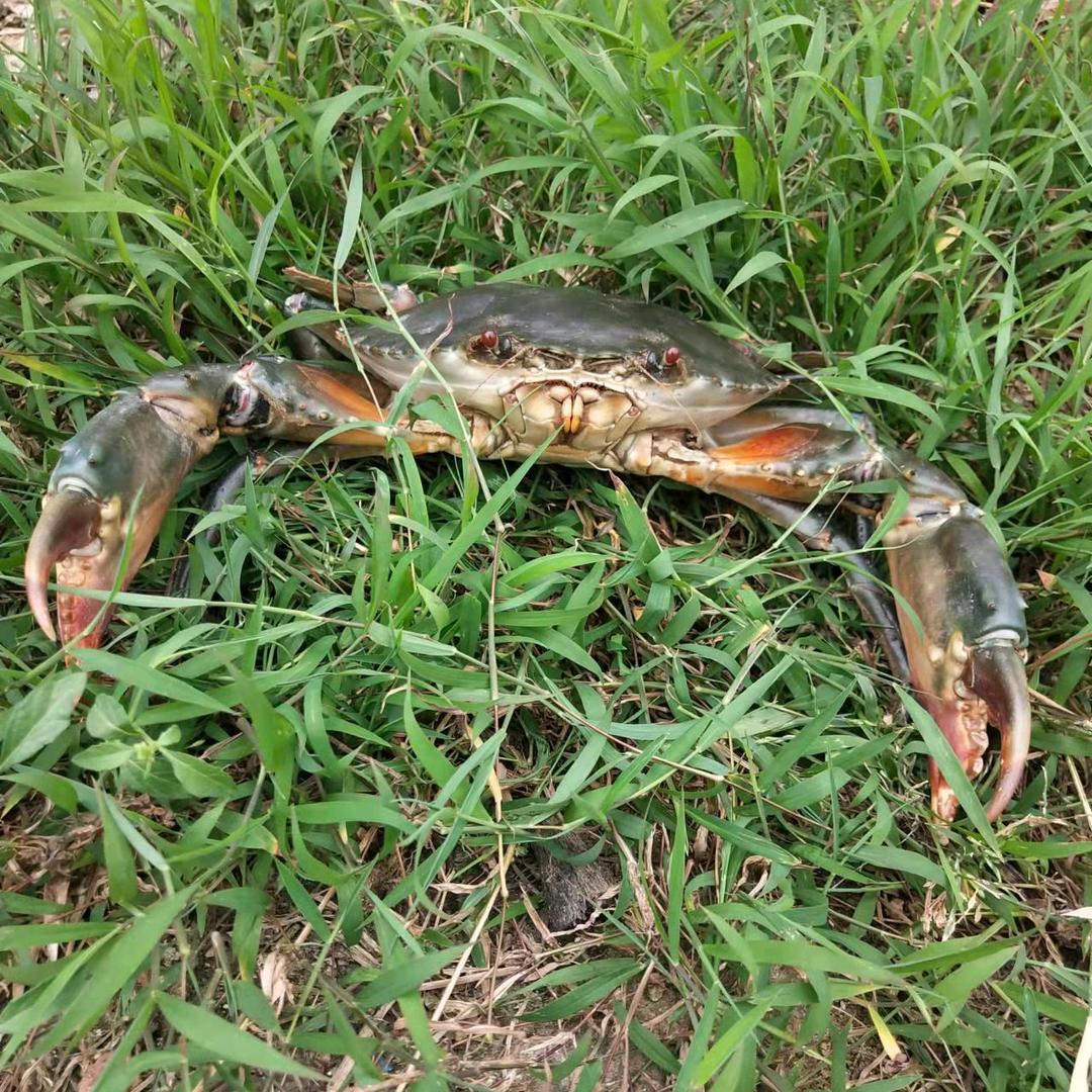 青蟹鲜生