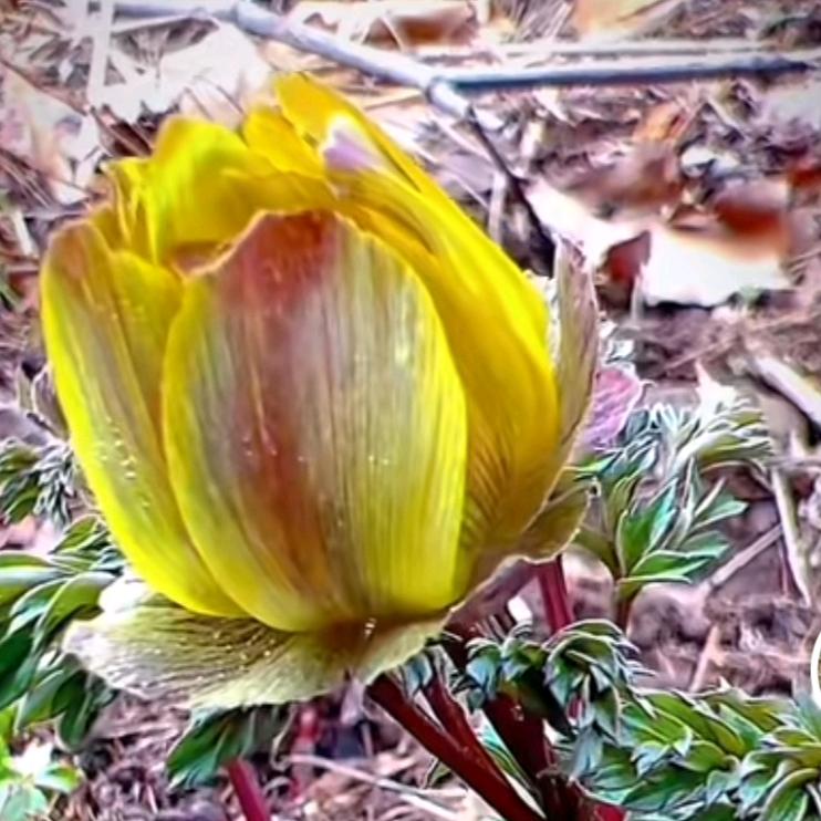 人⚡生🌻可☀重🌾来🍁话…