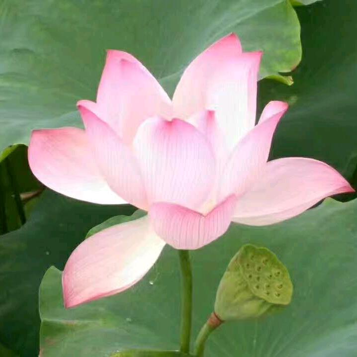 乡甜（新农人阿彪）