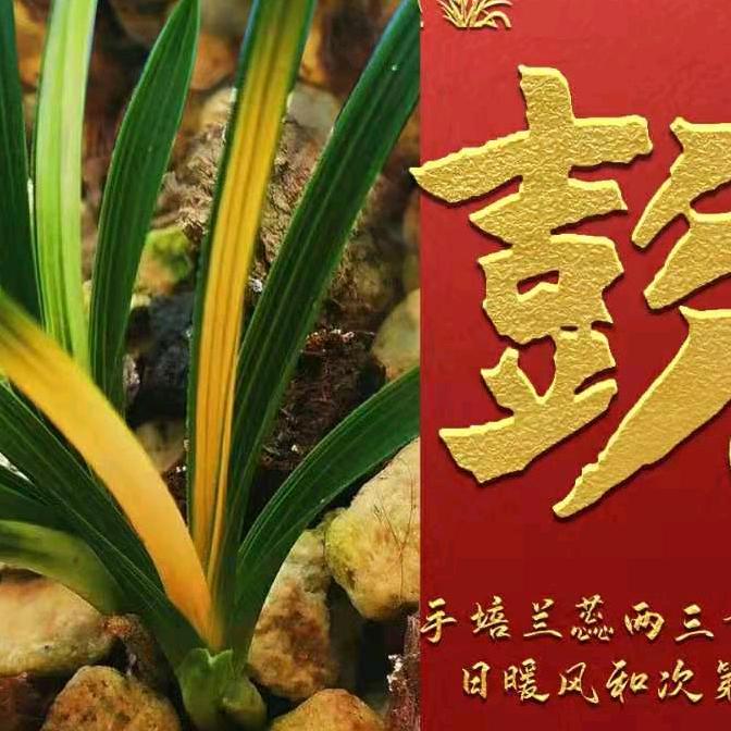 滔滔兰艺