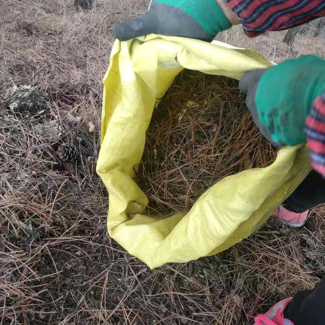 太行山脉腐殖松针