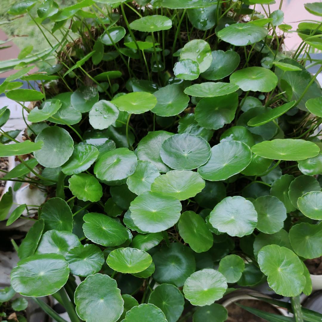 篮天