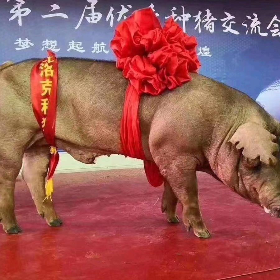 鸿瑞种猪养殖场（一级种猪场）