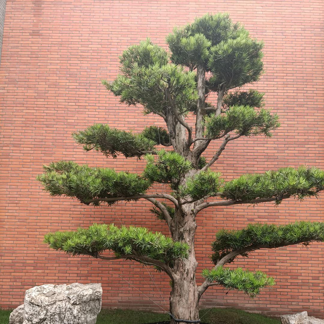 叶士莘xin