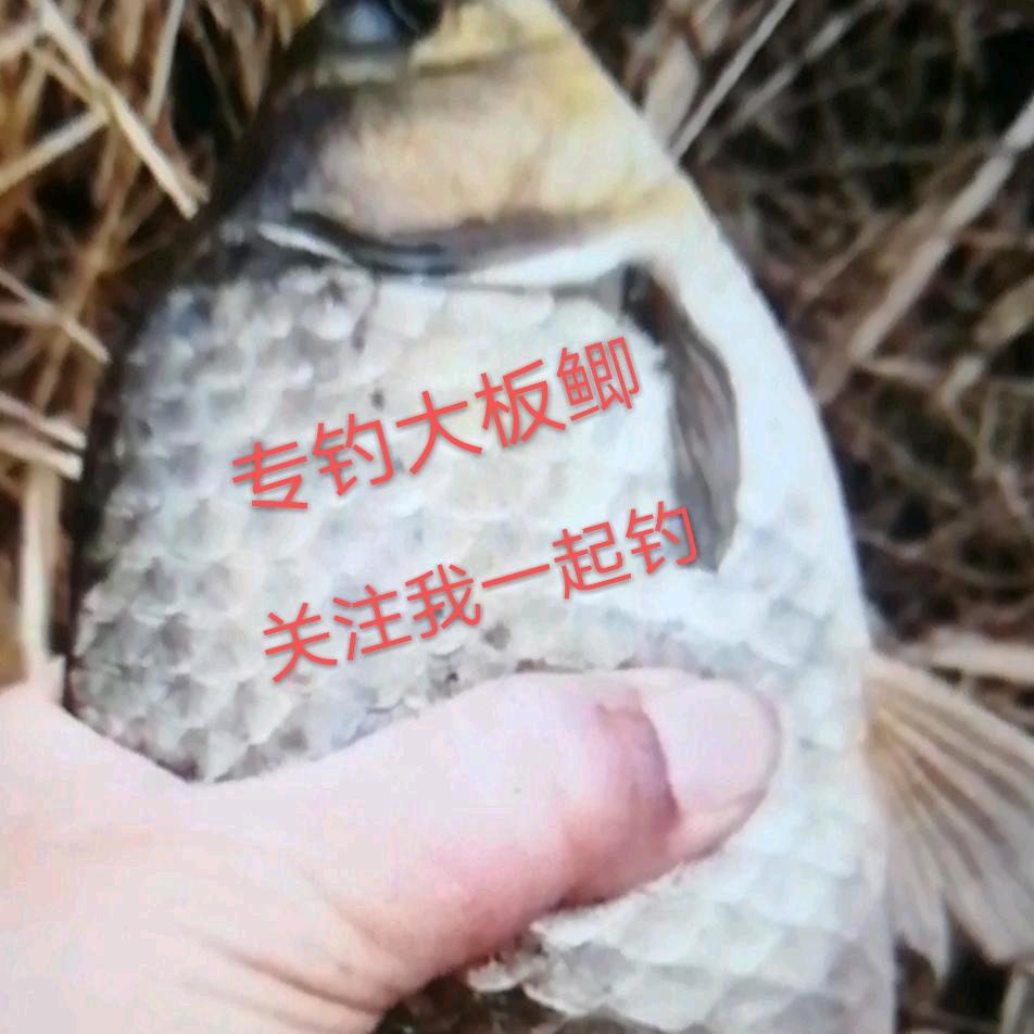 专钓大板鲫