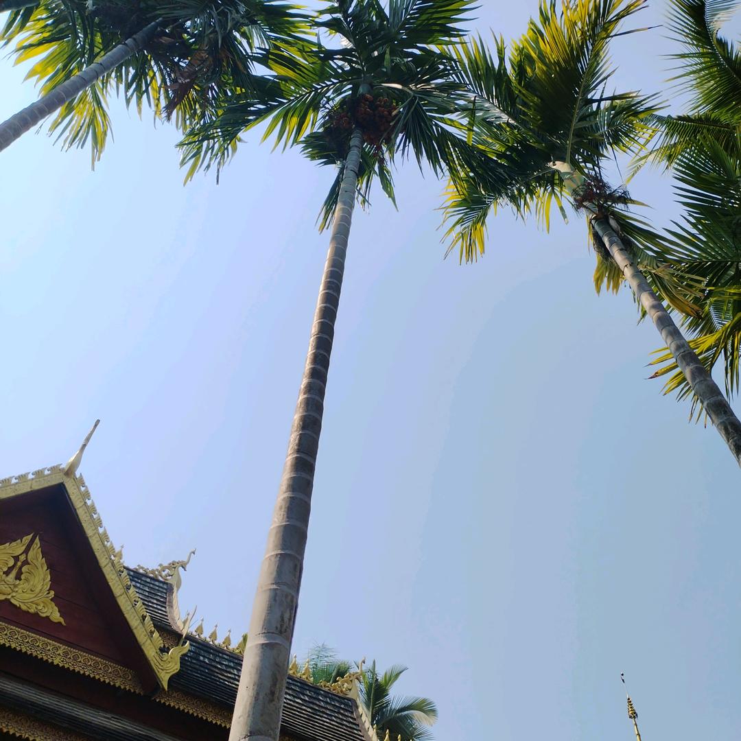 飞翔的梦