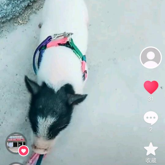 巴马香猪养殖，脆皮乳猪，香猪崽香猪肉